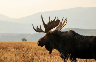 cora-leach-kowlD5rb9wE-unsplash
