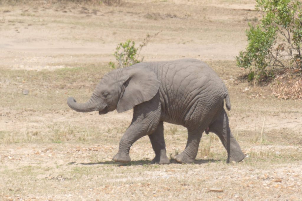 Ein Gepard auf dem Safarifahrzeug, Löwinnen am Camp-Pool und eine Flussüberquerung der Great Migration am Mara: Im September begleitete ich unsere Tansaniareise – und sie wurde für mich zur bisher schönsten Afrikareise.