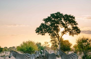 shutterstock_2305151993 Sambia_1400