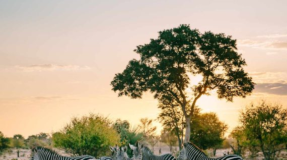 shutterstock_2305151993 Sambia_1400